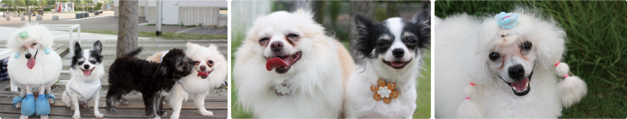 ドッグサロン そらいろ