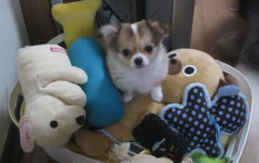 ペットホテル写真5