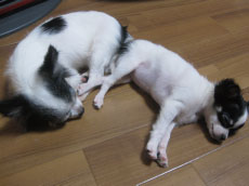 ペットホテル写真6