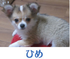 ひめ